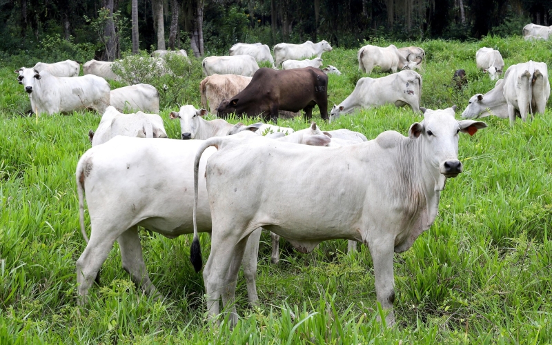 Prazo para atualização obrigatória de rebanhos no Estado começa em 1º de maio