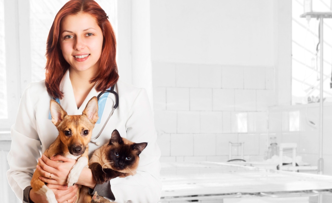 Prefeitura abre chamamento de clínicas veterinárias para castração de cães e gatos