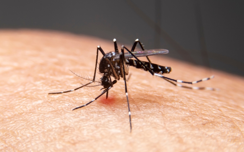 Cianorte tem baixo índice de infestação do mosquito da dengue