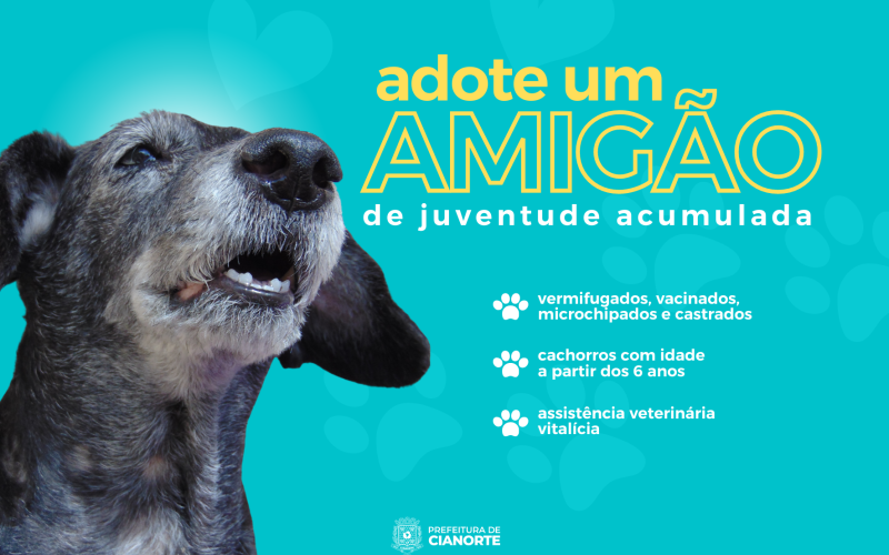 Com assistência veterinária gratuita, campanha incentiva a adoção de cães idosos