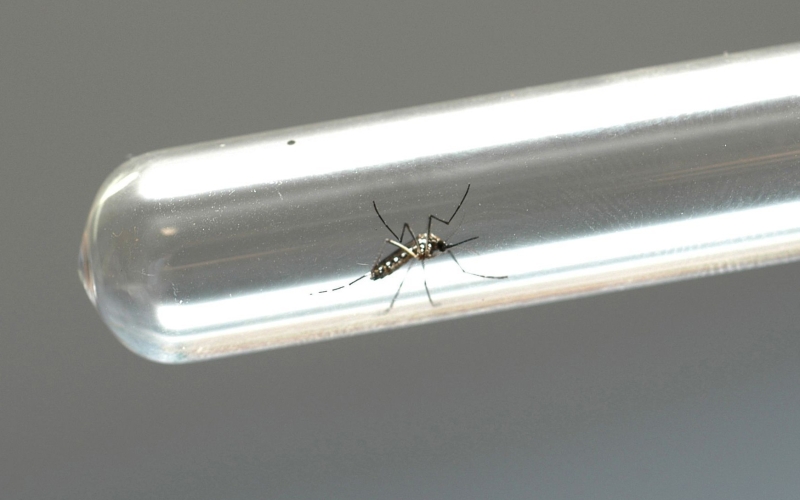 Cianorte tem baixo índice de infestação do mosquito Aedes aegypti